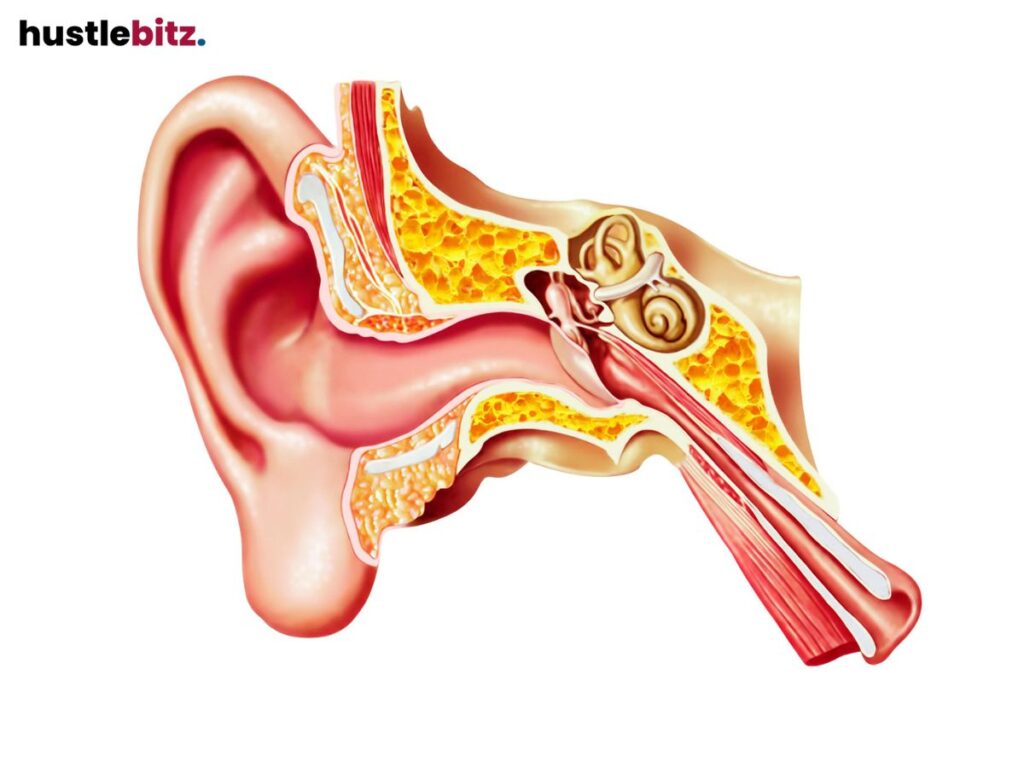 Anatomical diagram of the human ear showing internal structures.