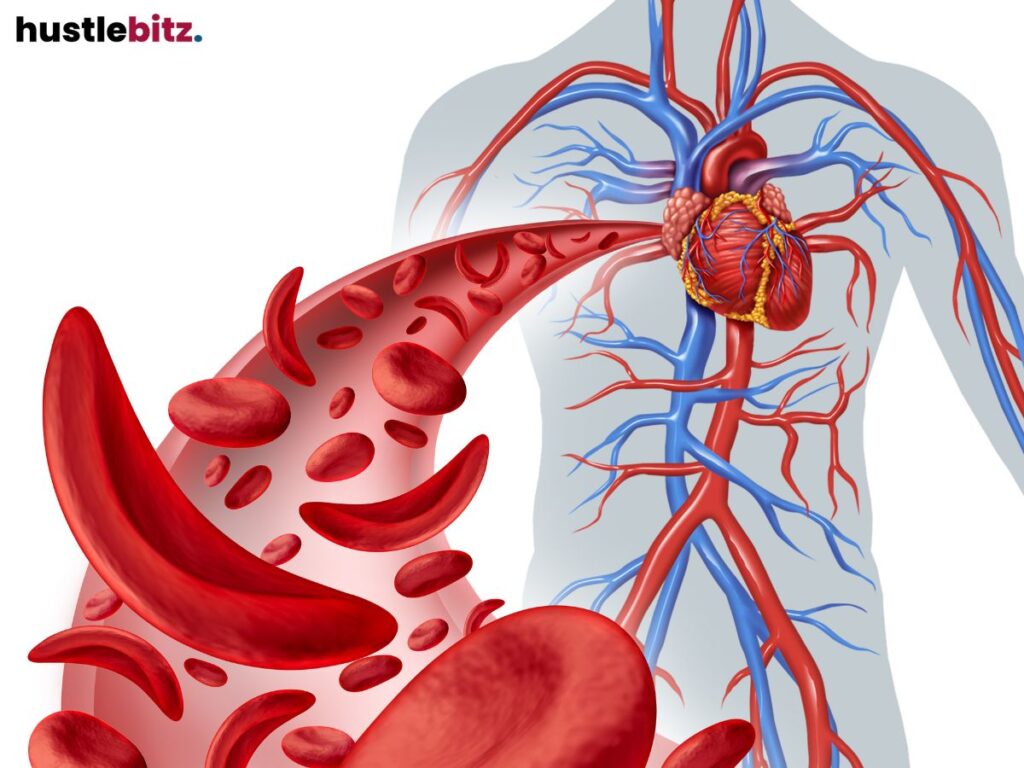 Diagram of the circulatory system with a focus on red blood cells.