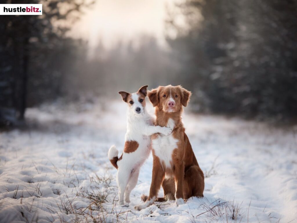 An image of two cute dogs.