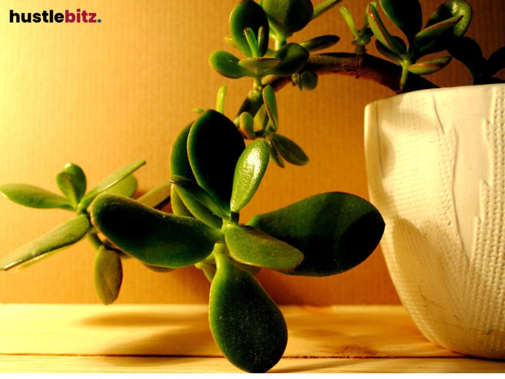 Close-up of a succulent plant in a white pot against a warm background.